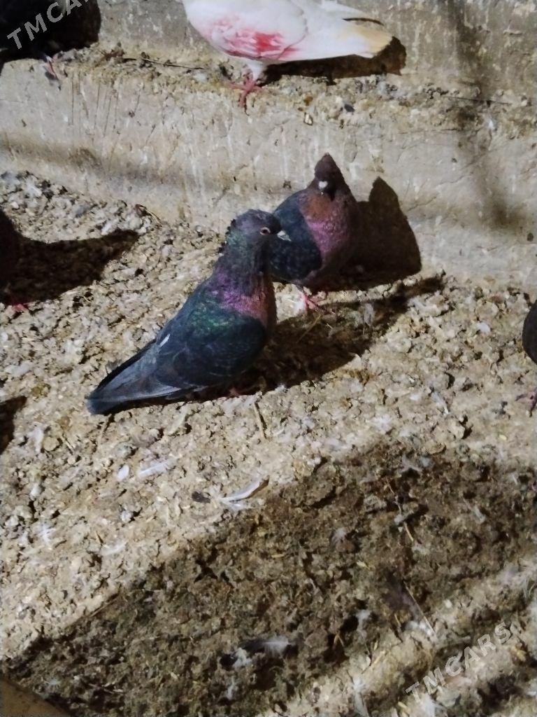 kepderi - Векильбазар - img 1