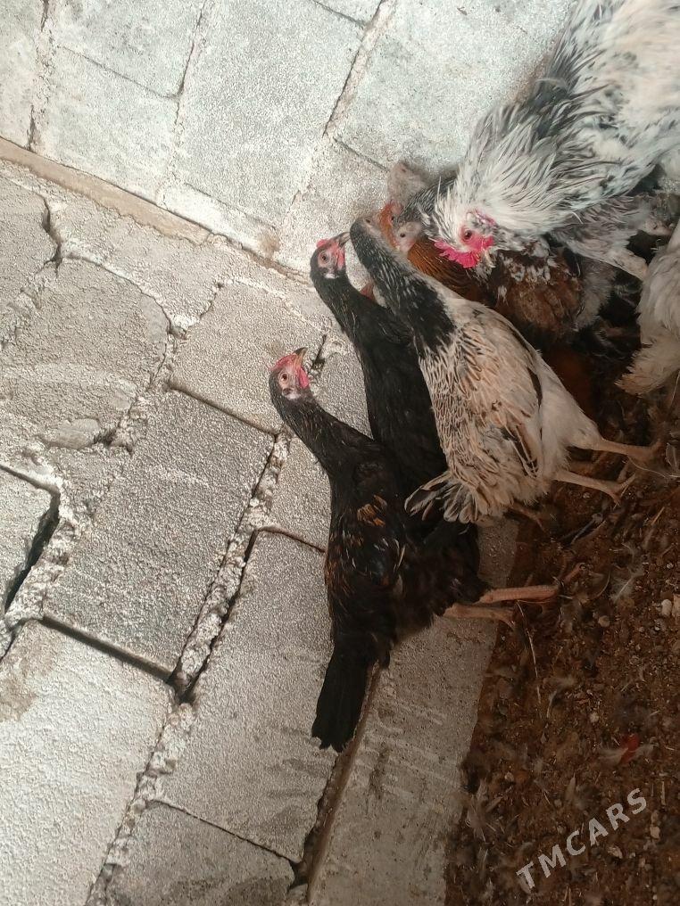 Taşkent brama - Gökdepe - img 2