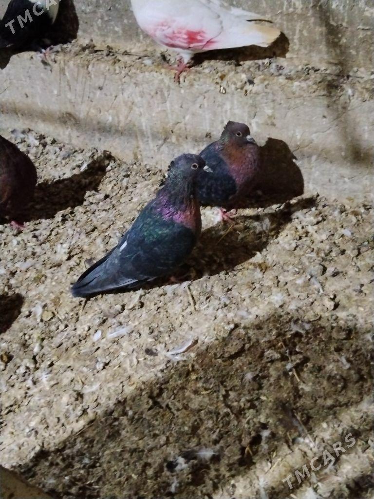 kepderi - Векильбазар - img 2