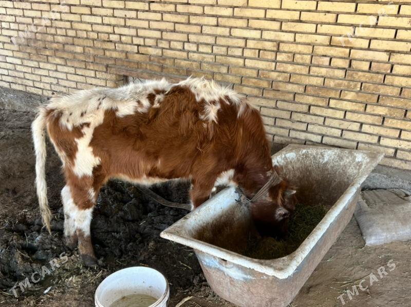 gole gulajyn - Mary - img 1