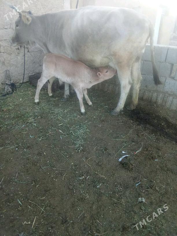 Göleli Sygyr - Бахарден - img 2