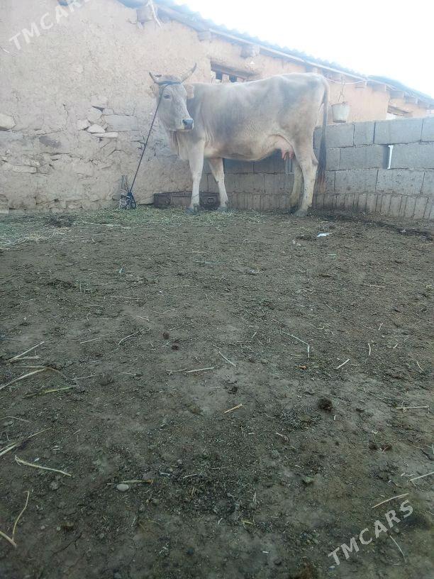 Göleli Sygyr - Бахарден - img 1