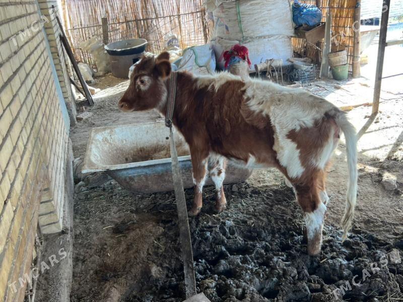 gole gulajyn - Mary - img 2