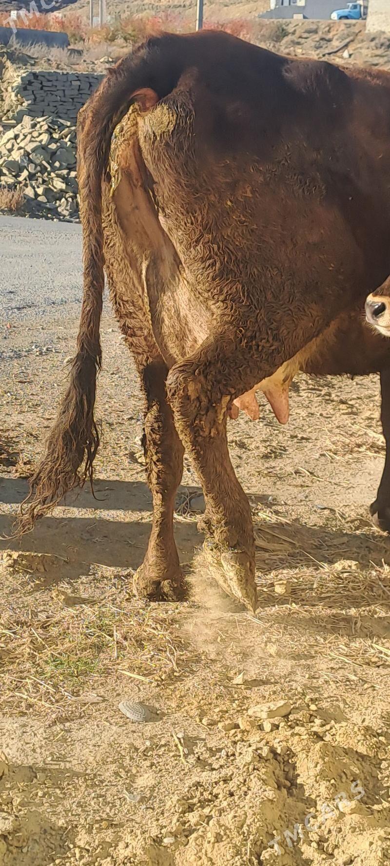 GOLELY SYGYR - Bäherden - img 3