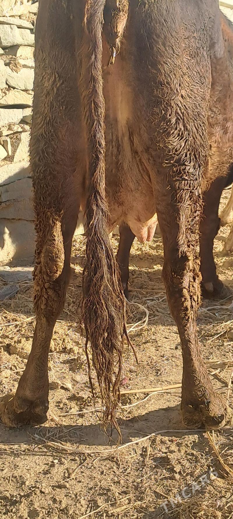 GOLELY SYGYR - Bäherden - img 2