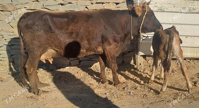 GOLELY SYGYR - Bäherden - img 5