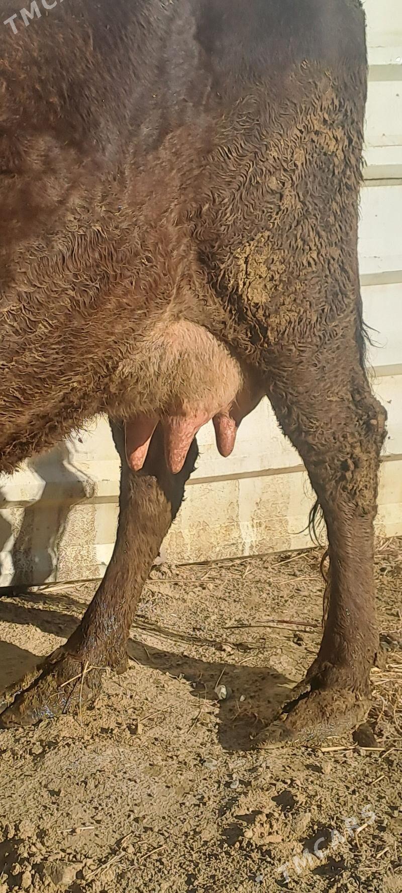 GOLELY SYGYR - Bäherden - img 4