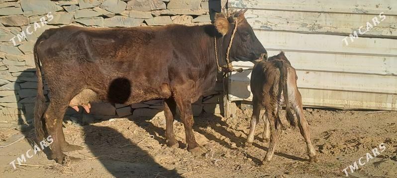GOLELY SYGYR - Bäherden - img 1