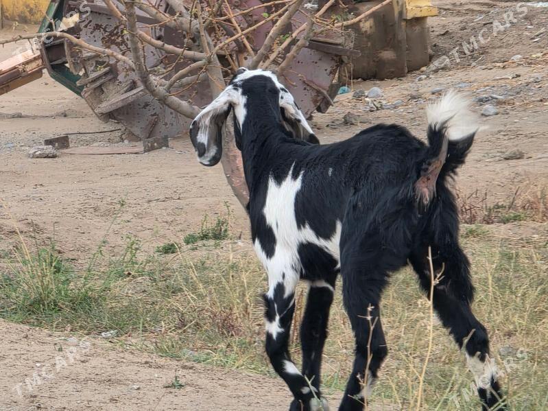 Pakistan urkaćy 7 aý - Кипджак - img 4