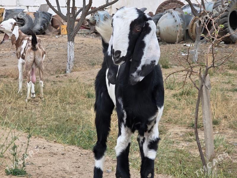 Pakistan urkaćy 7 aý - Кипджак - img 3