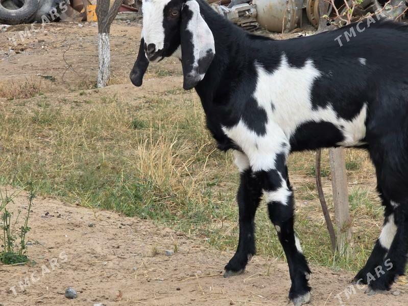 Pakistan urkaćy 7 aý - Кипджак - img 1