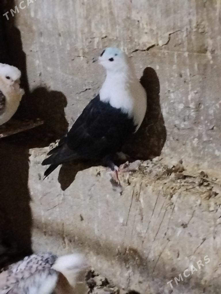 kepderi - Векильбазар - img 1