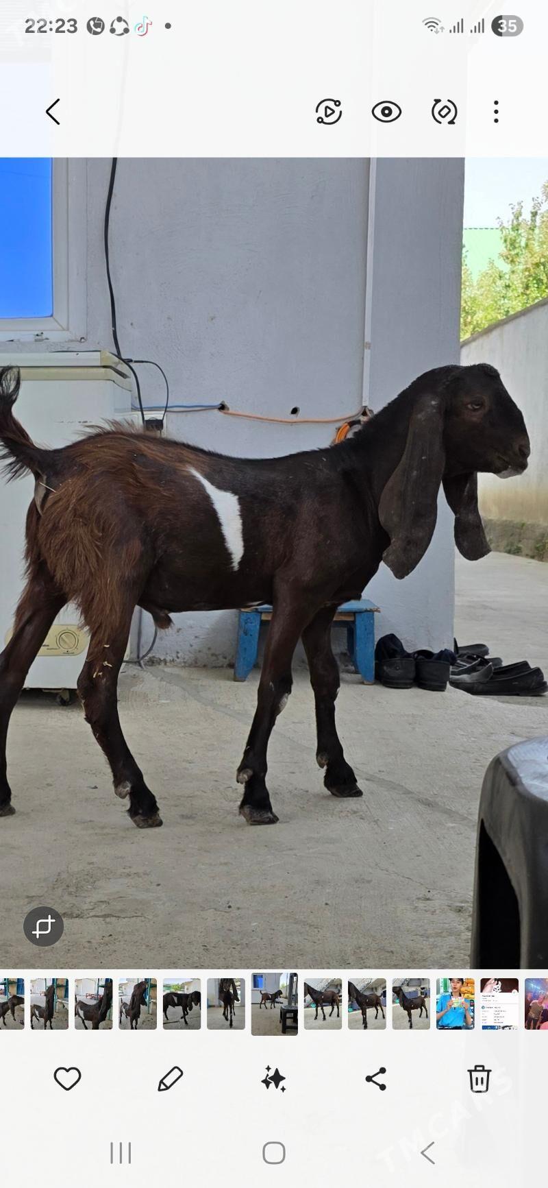 Pakistan teke 10 aý - Тязе заман - img 4