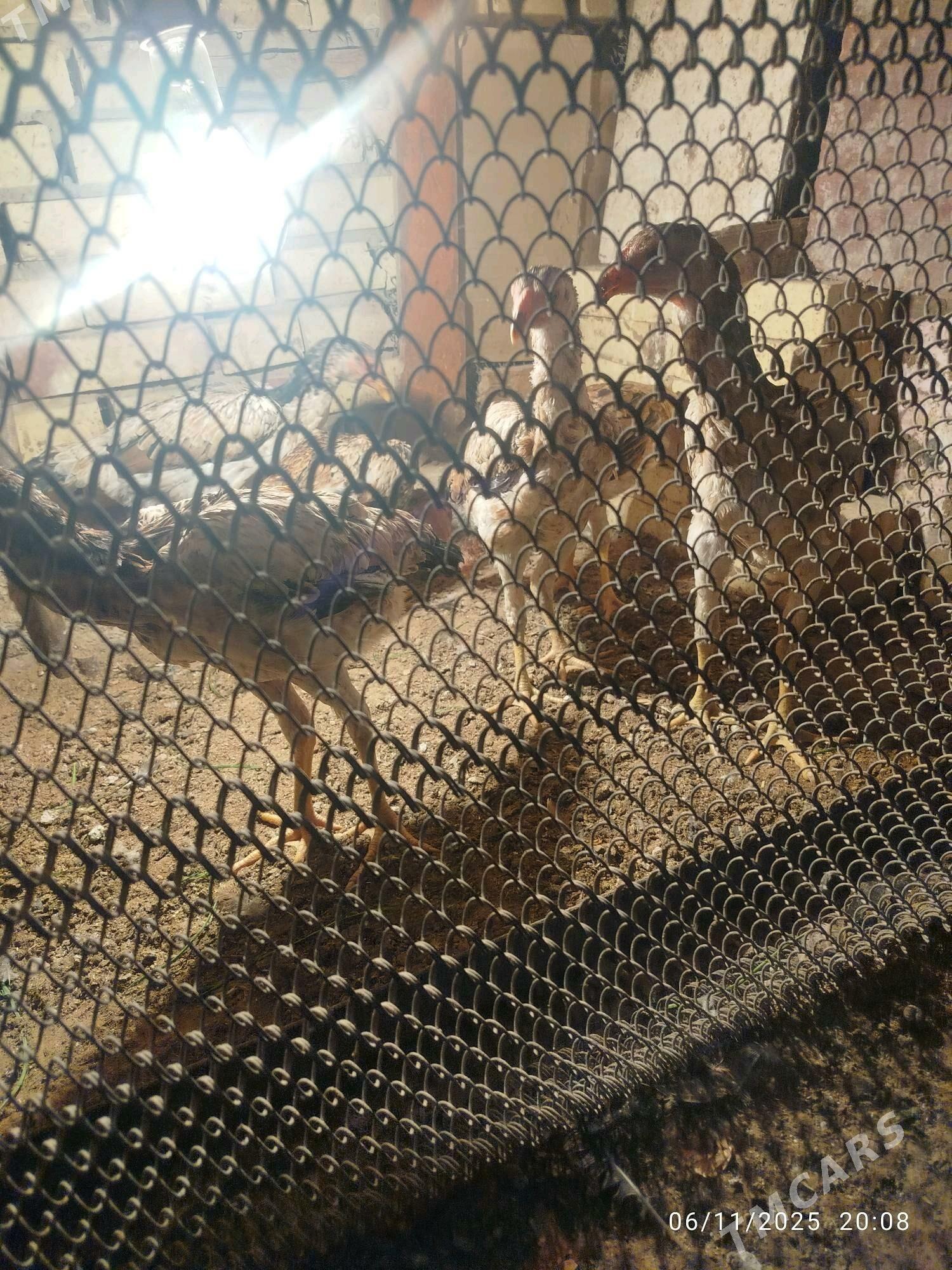 towuk baysy - Mary - img 2