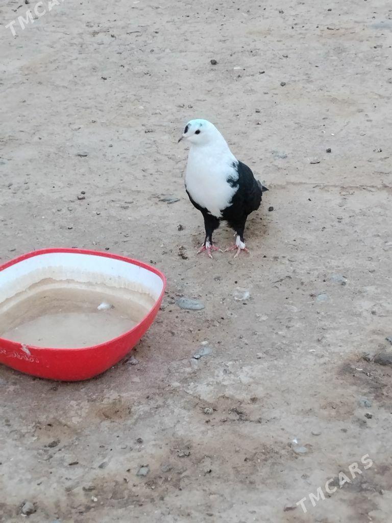 kepderi - Векильбазар - img 2