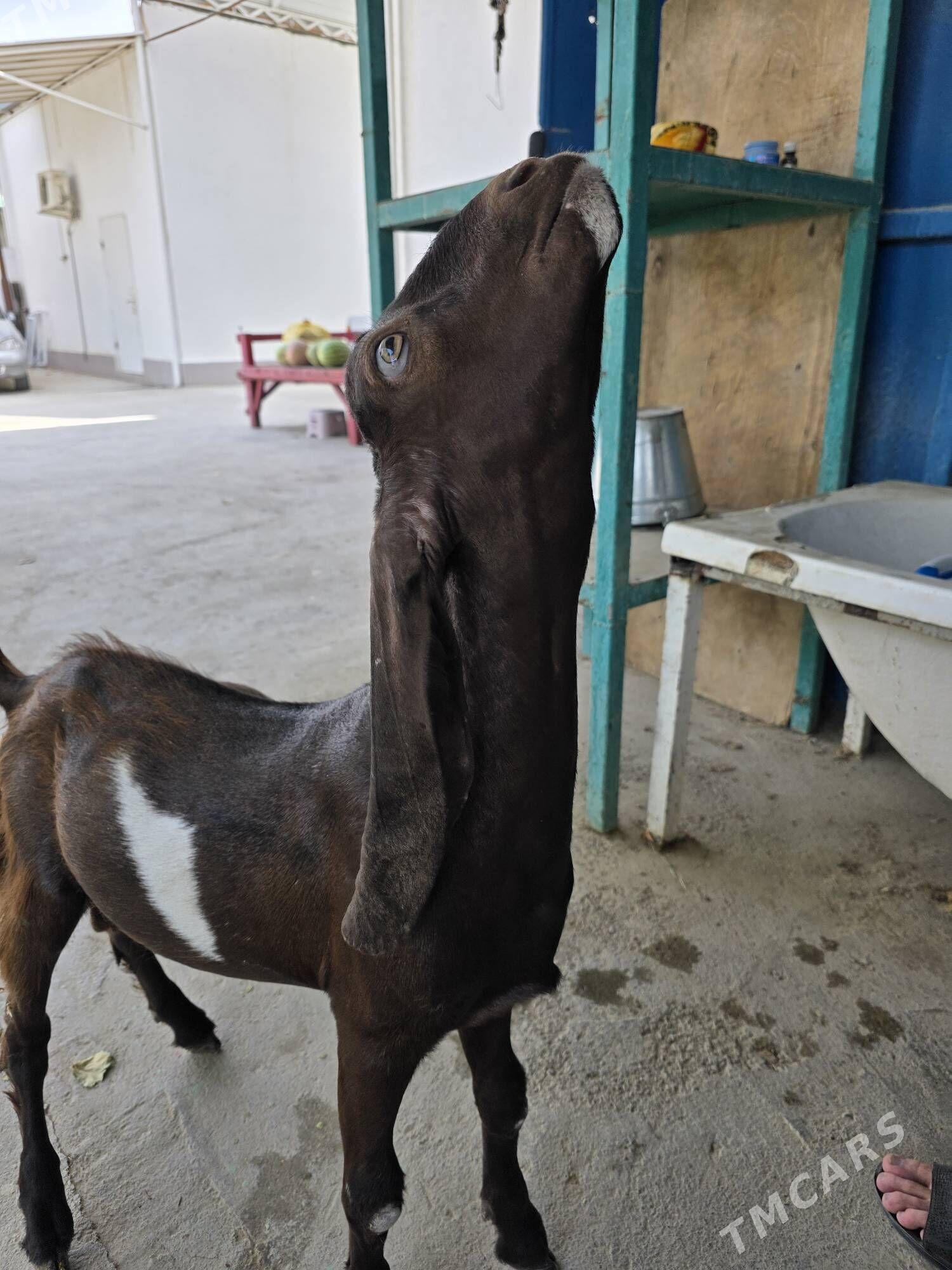 Pakistan teke 10 aý - Тязе заман - img 2