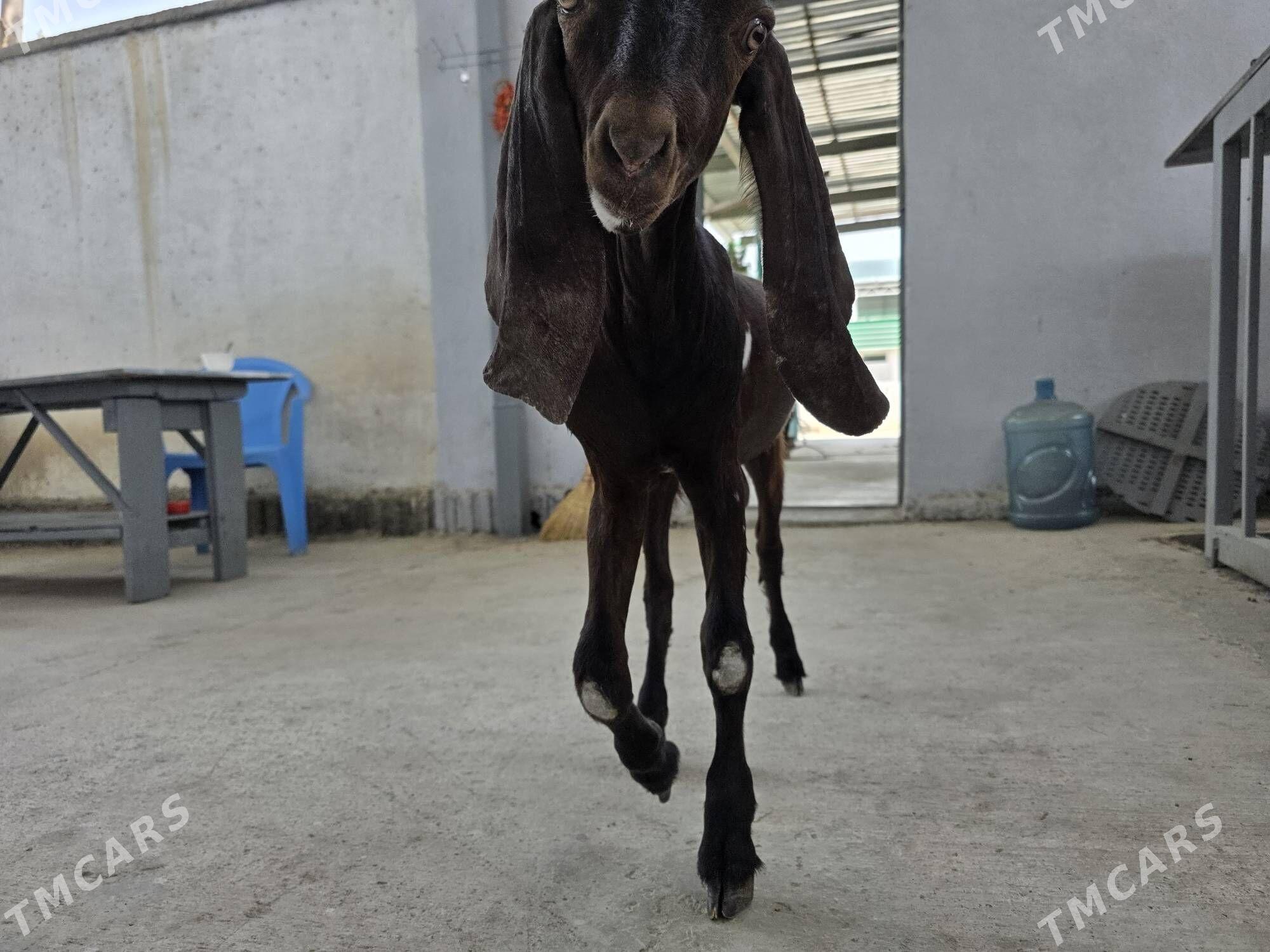 Pakistan teke 10 aý - Тязе заман - img 3