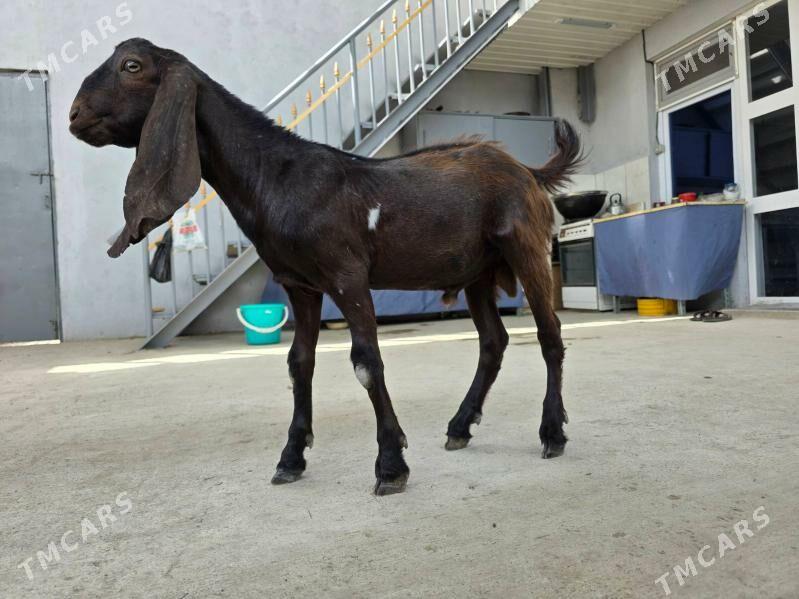 Pakistan teke 10 aý - Тязе заман - img 1