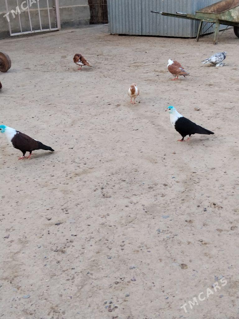 kepderi - Векильбазар - img 4