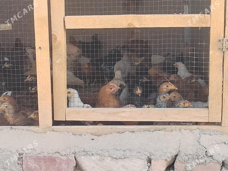 Towuk - Тагтабазар - img 2