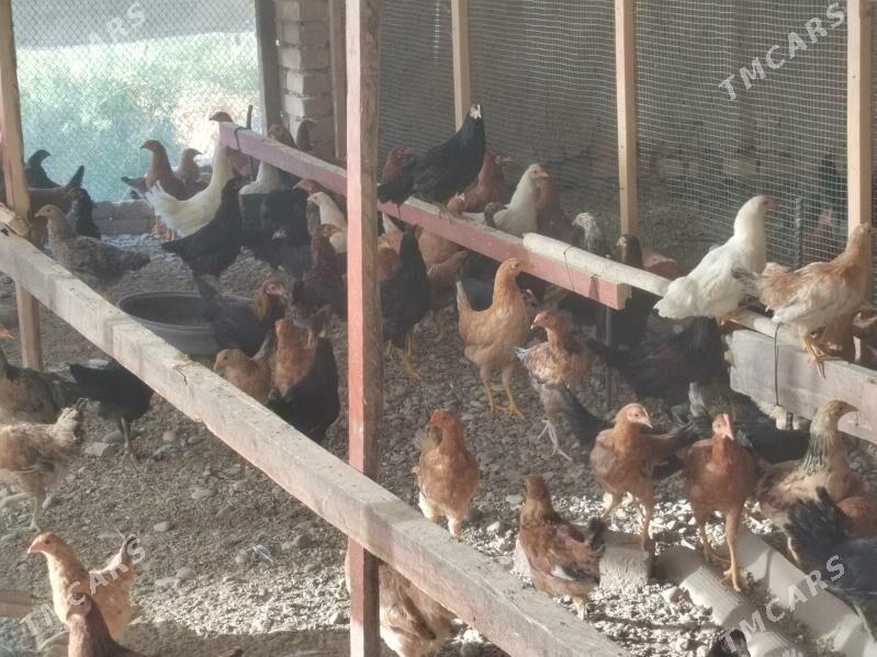 Towuk - Тагтабазар - img 4