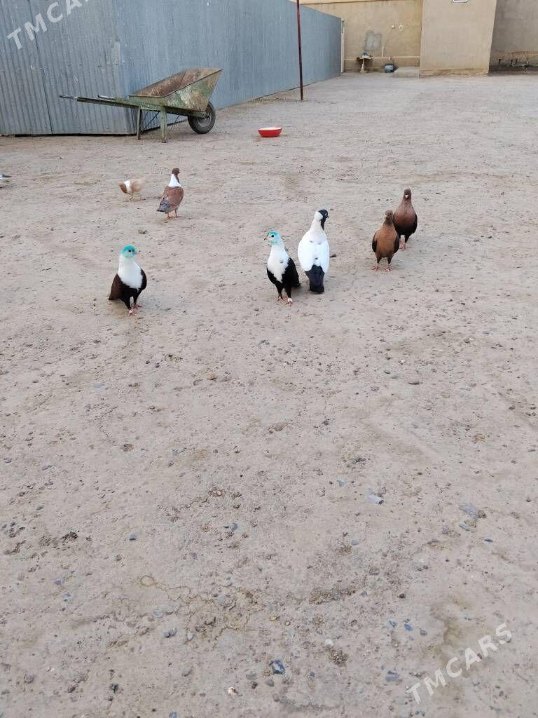 kepderi - Векильбазар - img 5