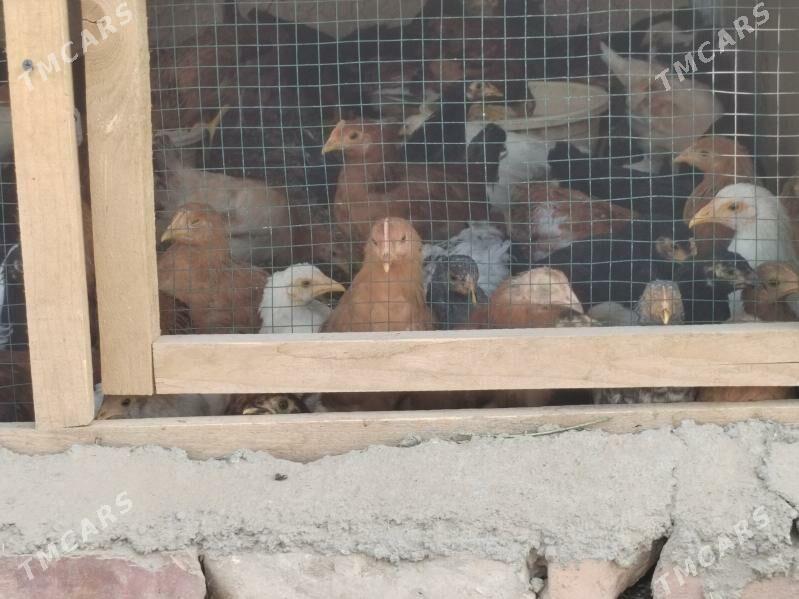 Towuk - Тагтабазар - img 1