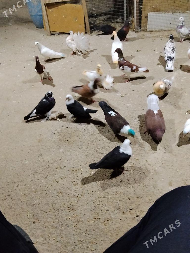 kepderi - Векильбазар - img 3