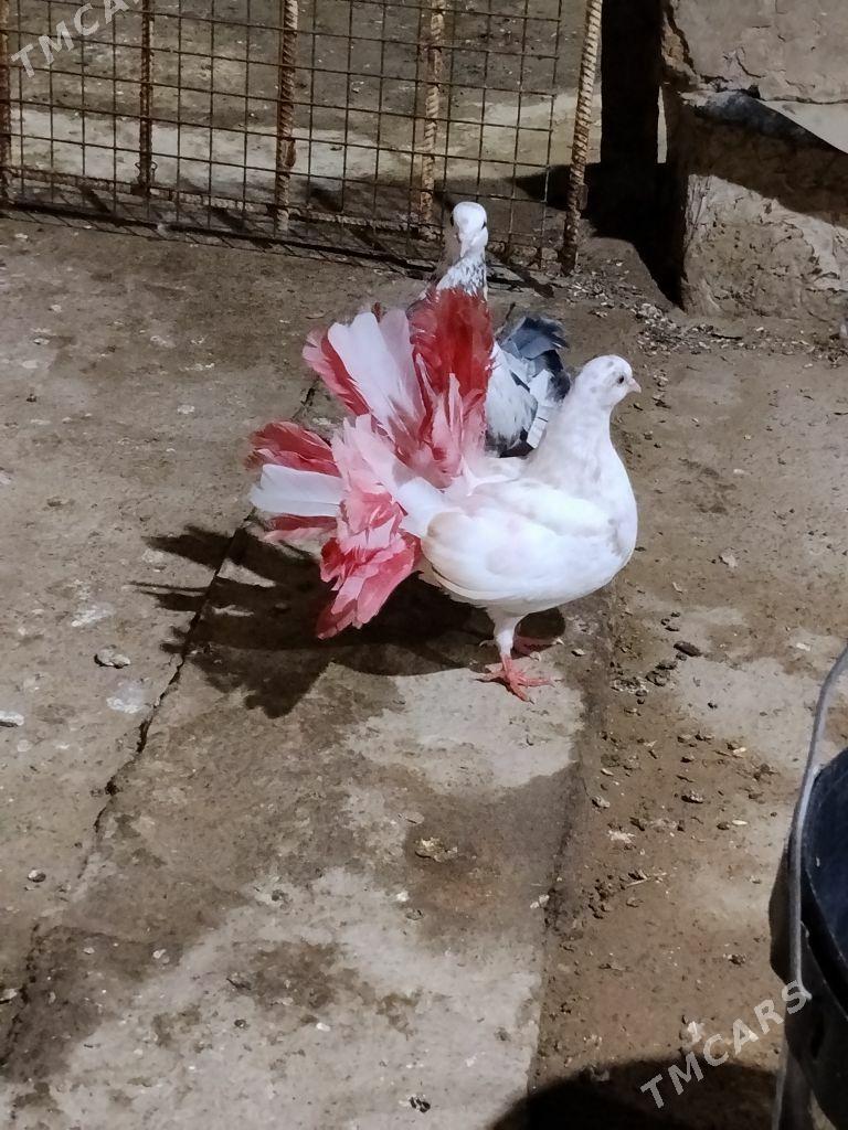 kepderi - Векильбазар - img 2