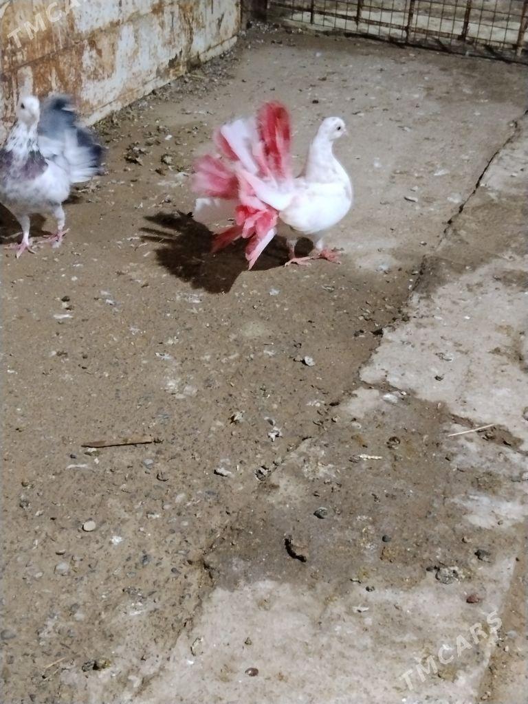 kepderi - Векильбазар - img 4