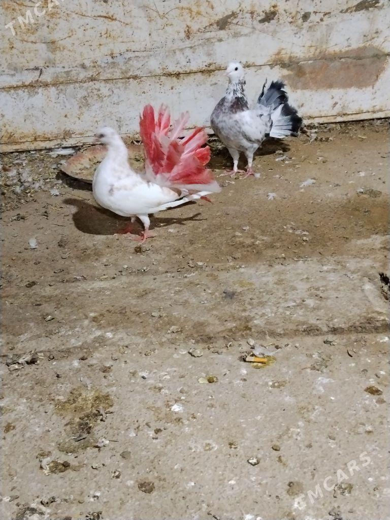 kepderi - Векильбазар - img 3