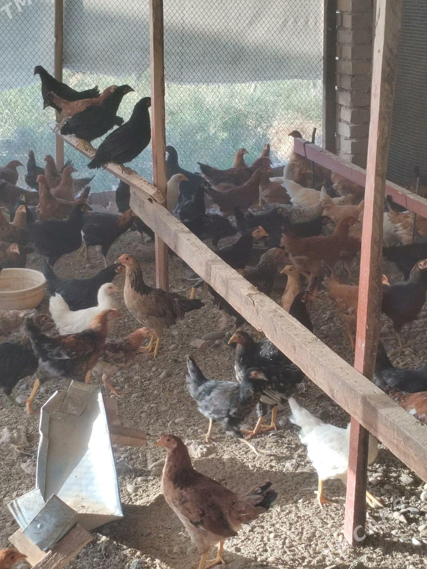 Towuk - Тагтабазар - img 3