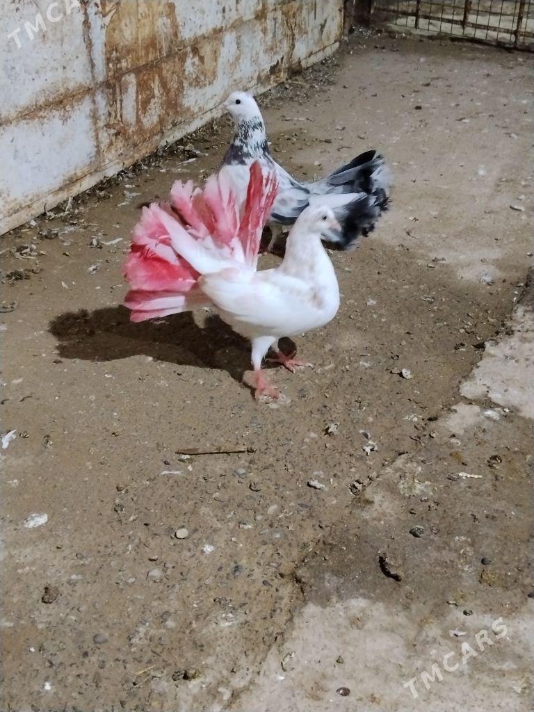 kepderi - Векильбазар - img 6