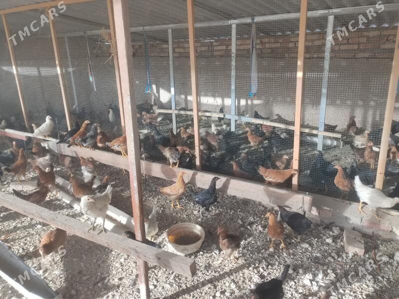 Towuk - Тагтабазар - img 5