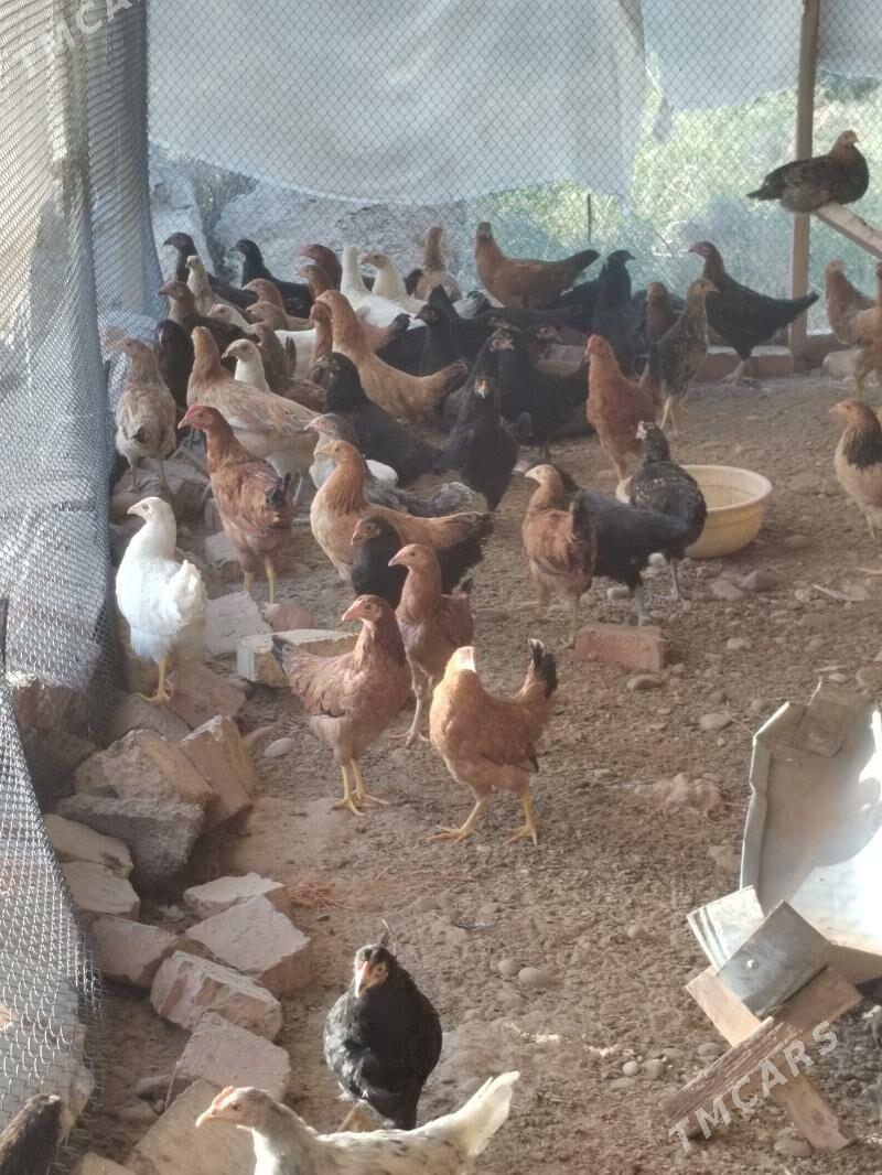 Towuk - Тагтабазар - img 6