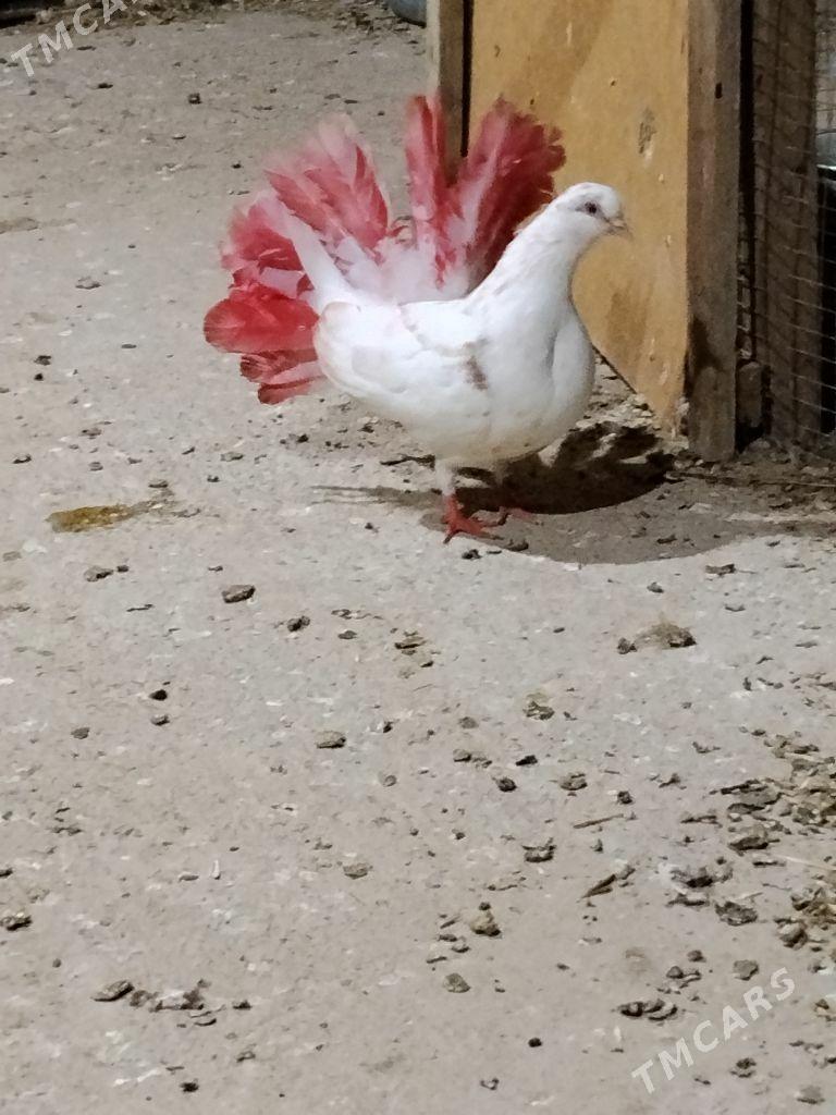 kepderi - Векильбазар - img 1