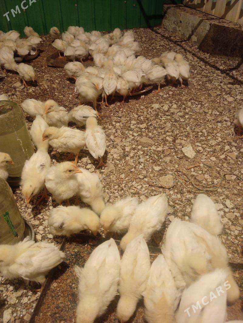 juje - Aşgabat - img 4