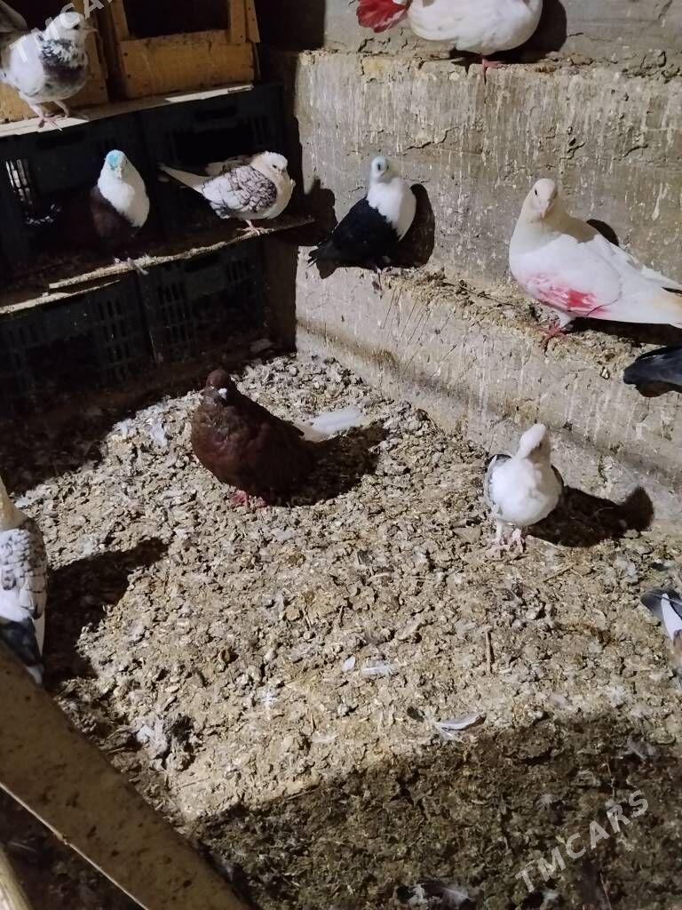 kepderi - Векильбазар - img 4