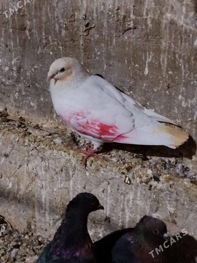 kepderi - Векильбазар - img 1