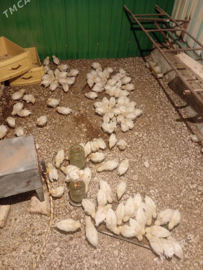 juje - Aşgabat - img 1