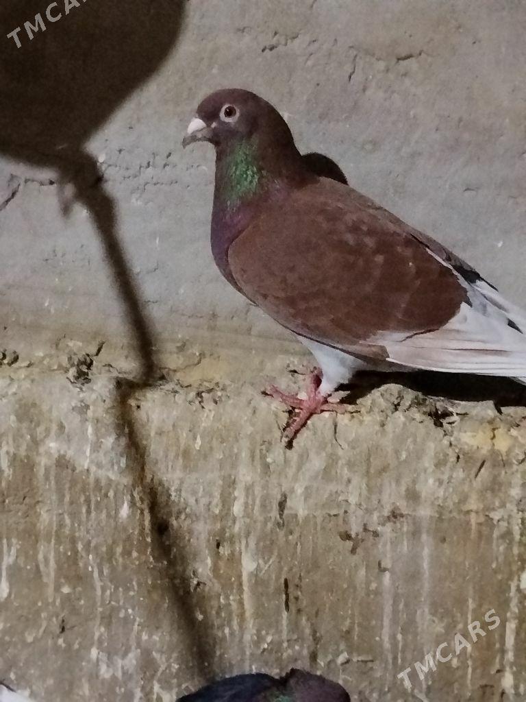 kepderi - Векильбазар - img 2