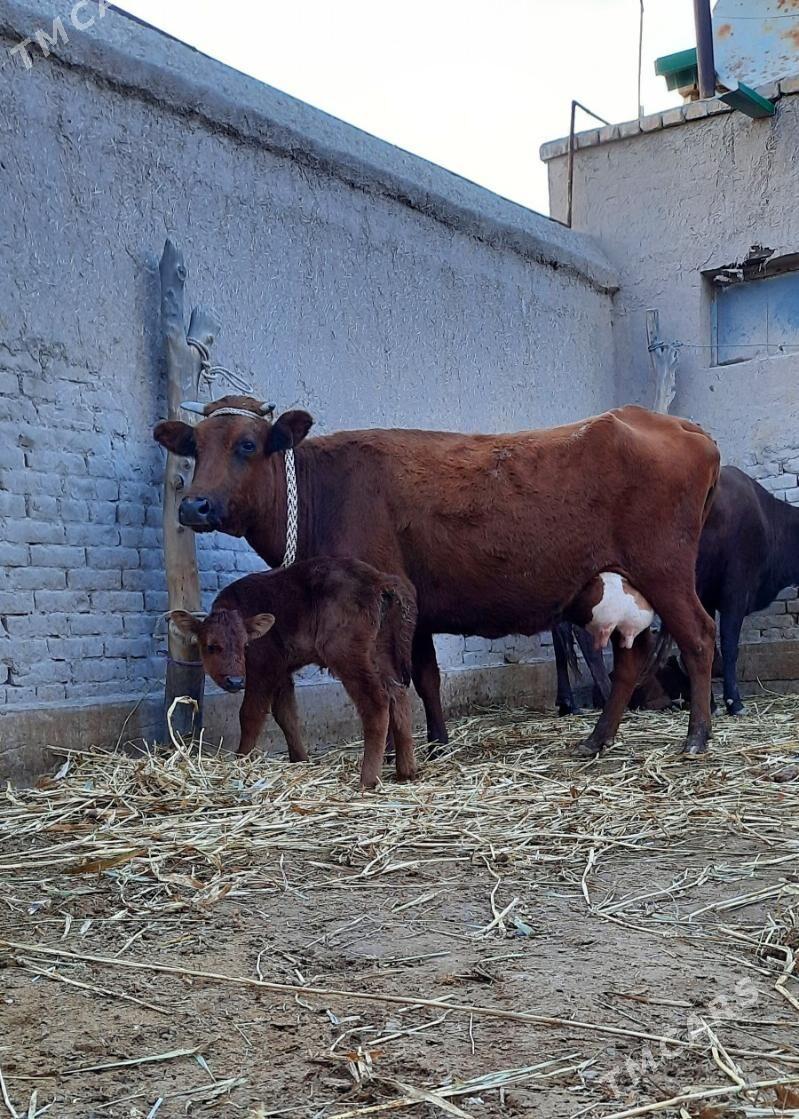 SÜÝDLEK GÖLELI SYGYR - Daşoguz - img 3