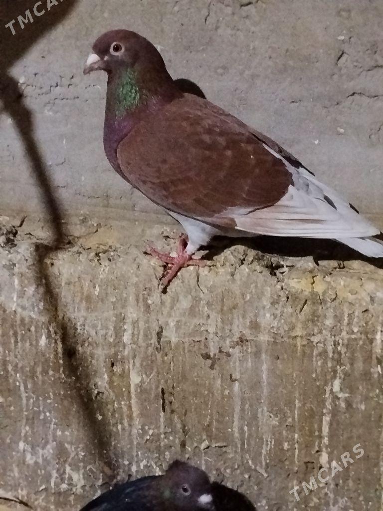 kepderi - Векильбазар - img 3