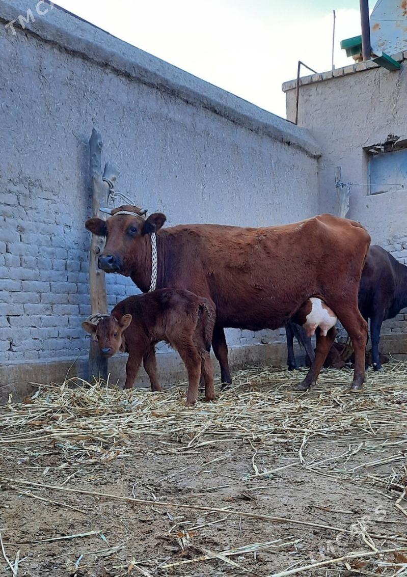 SÜÝDLEK GÖLELI SYGYR - Daşoguz - img 5