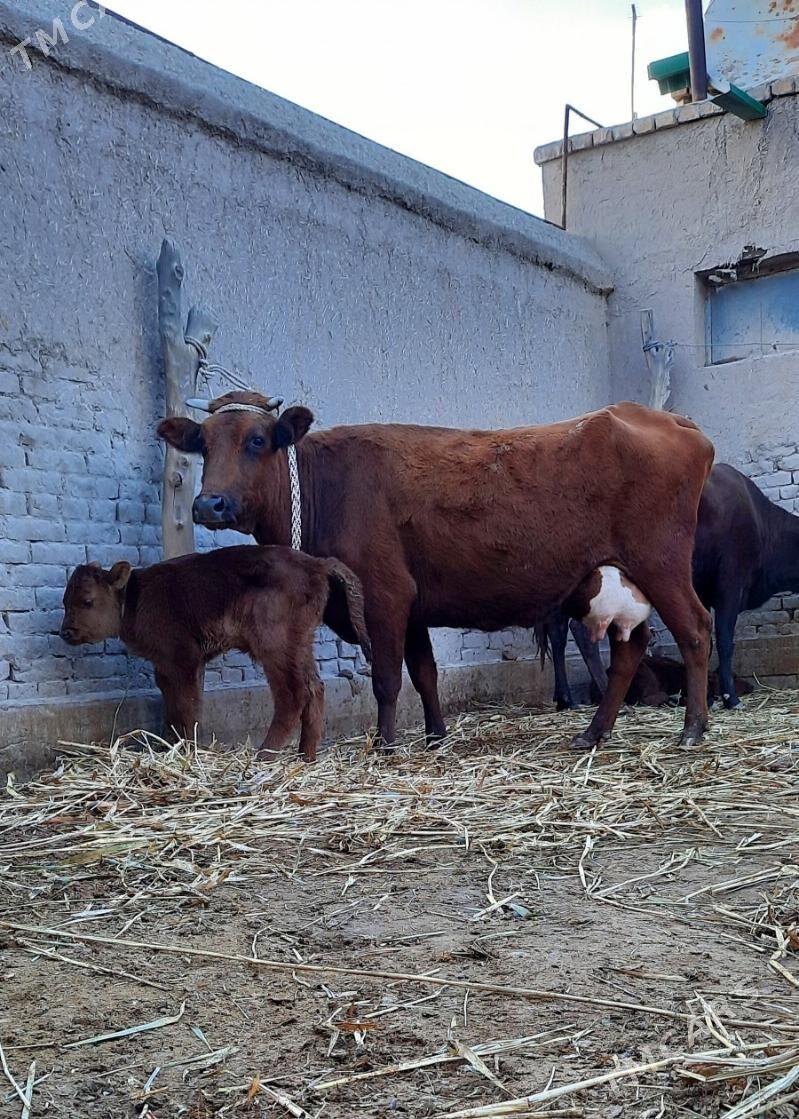 SÜÝDLEK GÖLELI SYGYR - Daşoguz - img 1