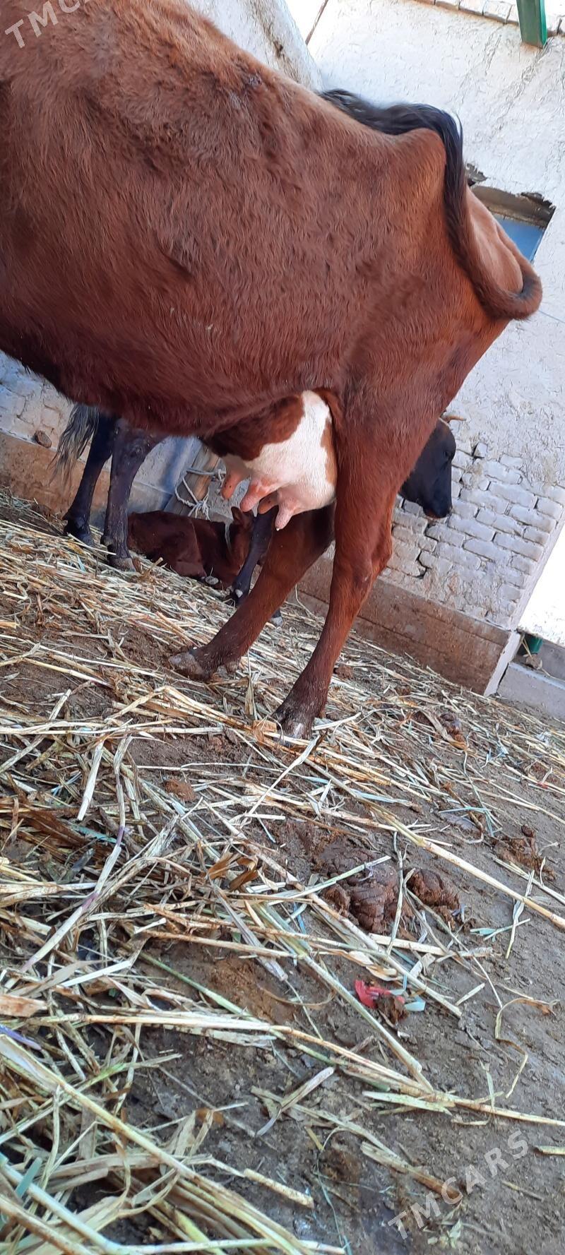 SÜÝDLEK GÖLELI SYGYR - Daşoguz - img 4