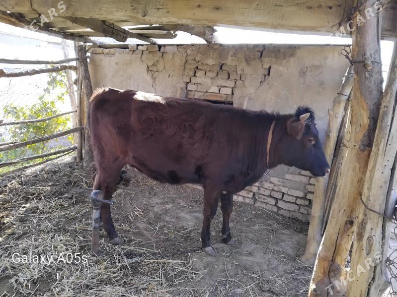 sygyr - Murgap - img 1