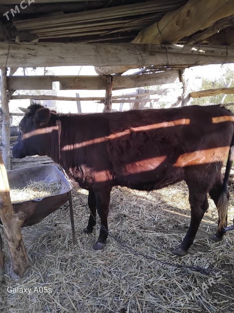 sygyr - Murgap - img 2