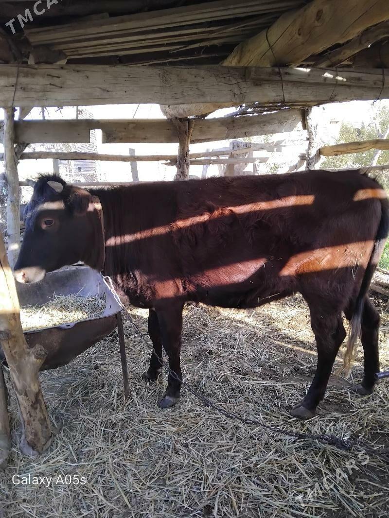 sygyr - Murgap - img 3