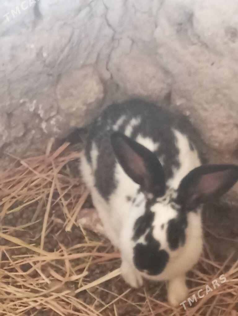 Towsan - Gubadag - img 1